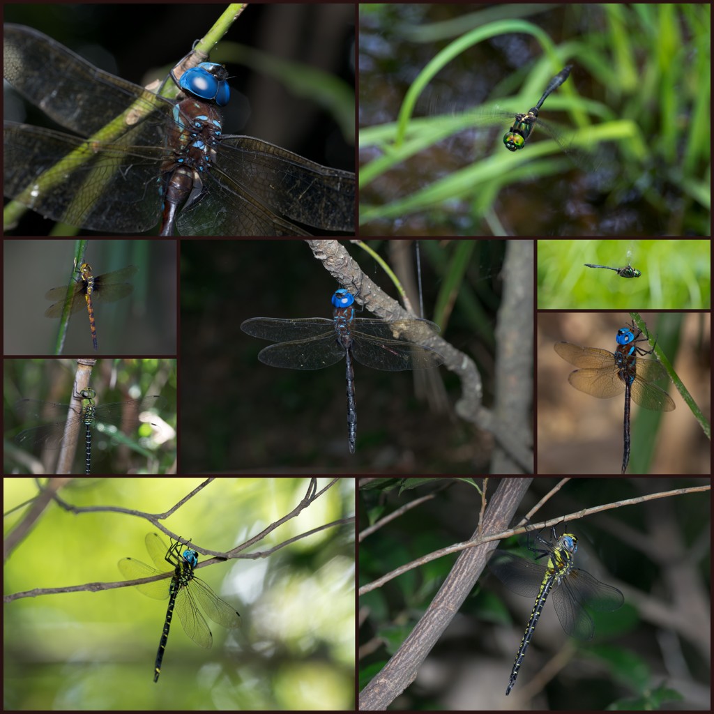 7～8月頃のトンボ