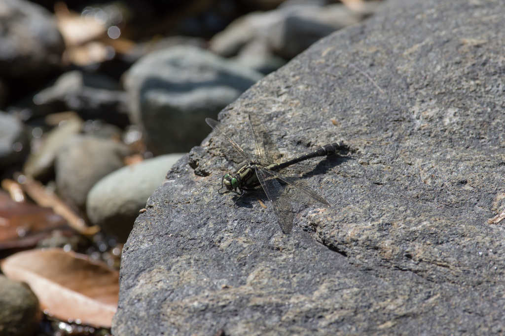 サナエっぽくないけどホンサナエ (1)