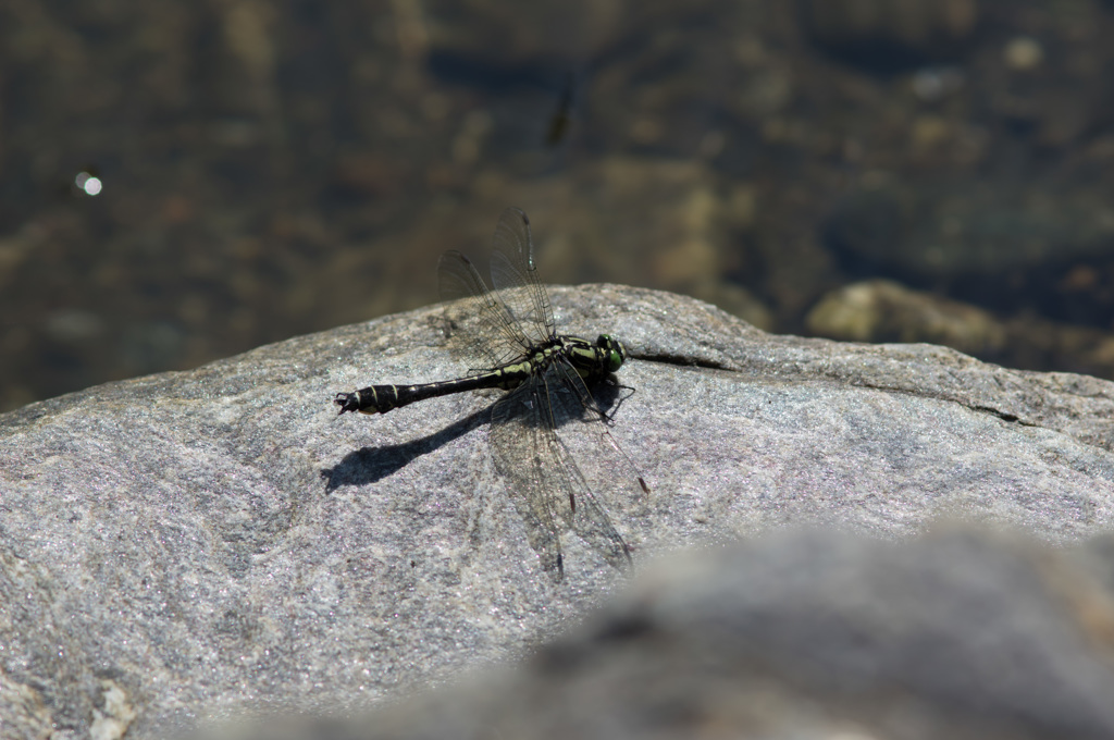 サナエっぽくないけどホンサナエ (3)