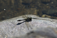 サナエっぽくないけどホンサナエ (3)