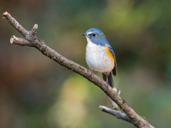 リハビリ中に青ルリ (1)