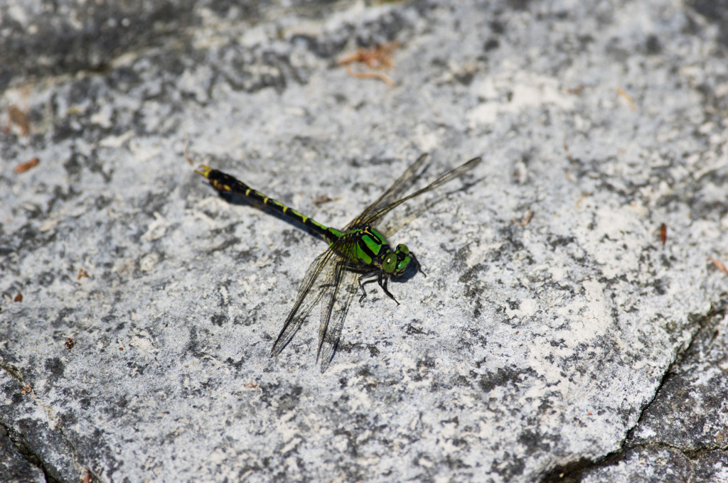 サナエシーズン本格化 (1)