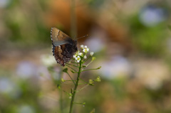 早春の蝶　コツバメ (1)