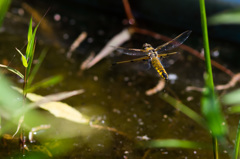 ヨツボシトンボの産卵飛翔 (3)