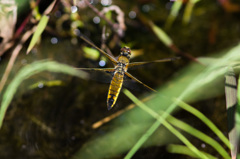 ヨツボシトンボの産卵飛翔 (1)
