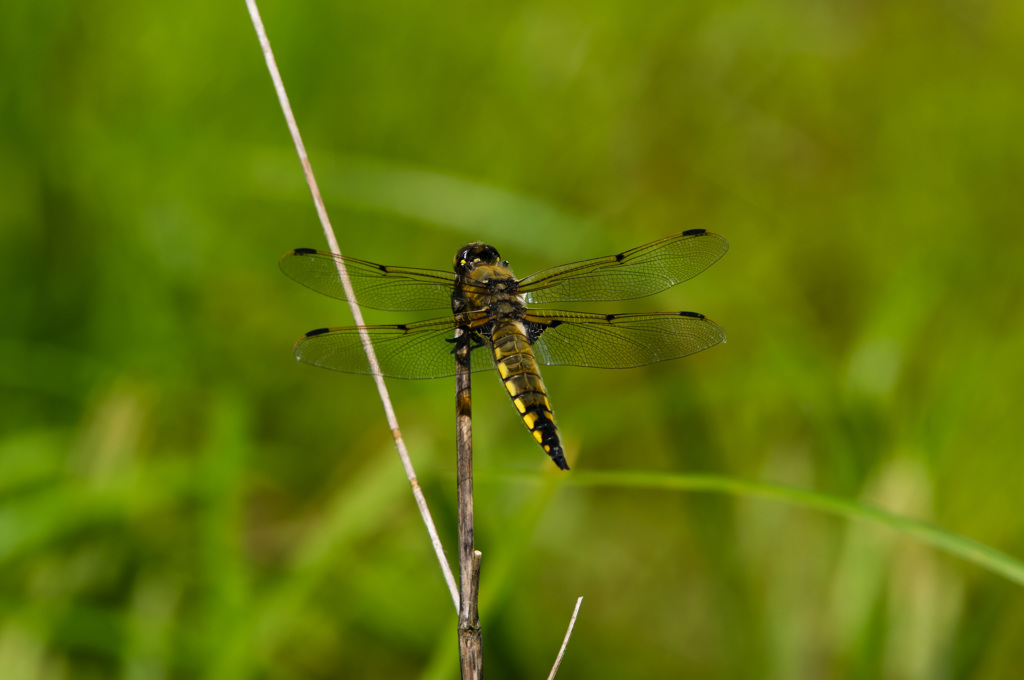 ベッコウトンボの競争相手　(1)