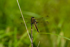 ベッコウトンボの競争相手　(1)