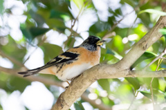 枝に隠れる冬の鳥 (3)