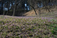 小川町のカタクリ群生 (1)