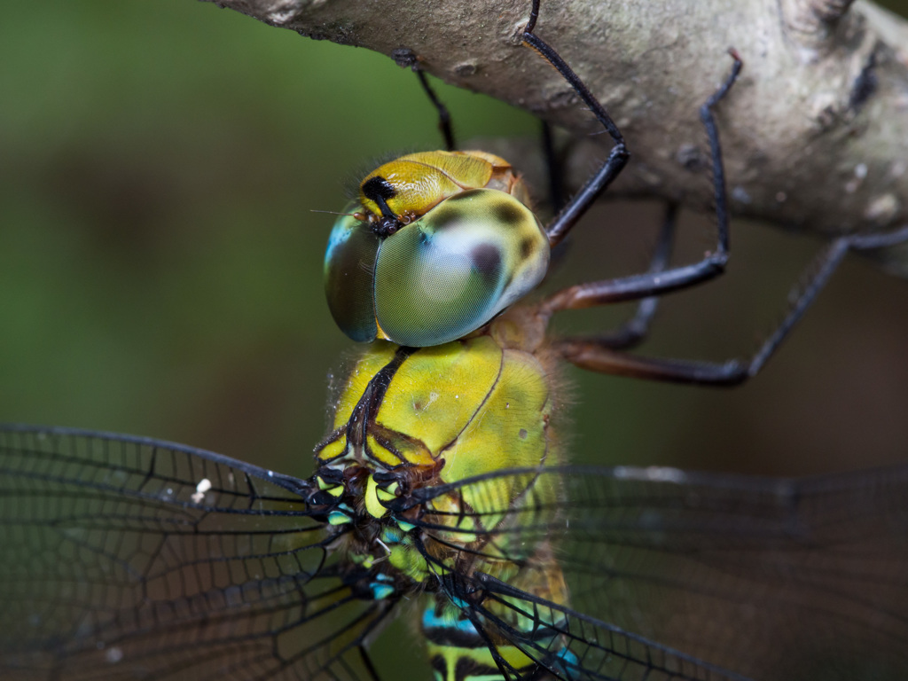 カトリヤンマの複眼 (2)