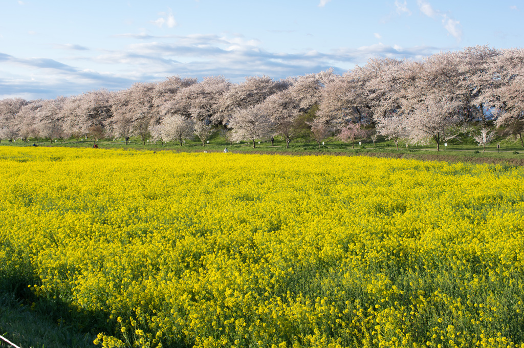 春を彩る花　～幸手市・権現堂堤の桜並木＆菜の花畑