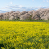 春を彩る花　～幸手市・権現堂堤の桜並木＆菜の花畑