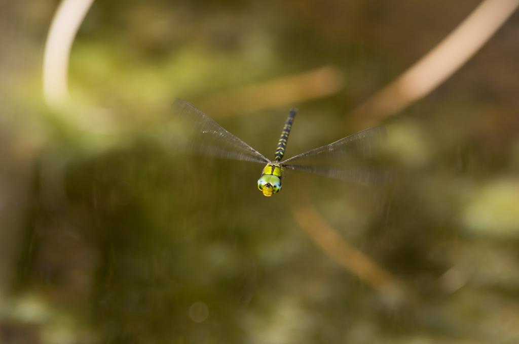 秋のカトリヤンマ (2)