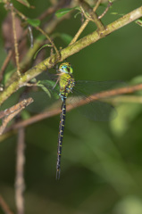 青くなってきたカトリヤンマ (3)