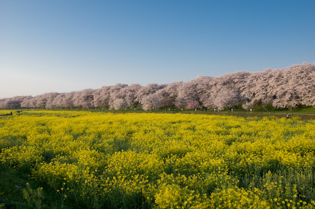 明け方の権現堂桜堤 (1)