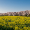 明け方の権現堂桜堤 (1)