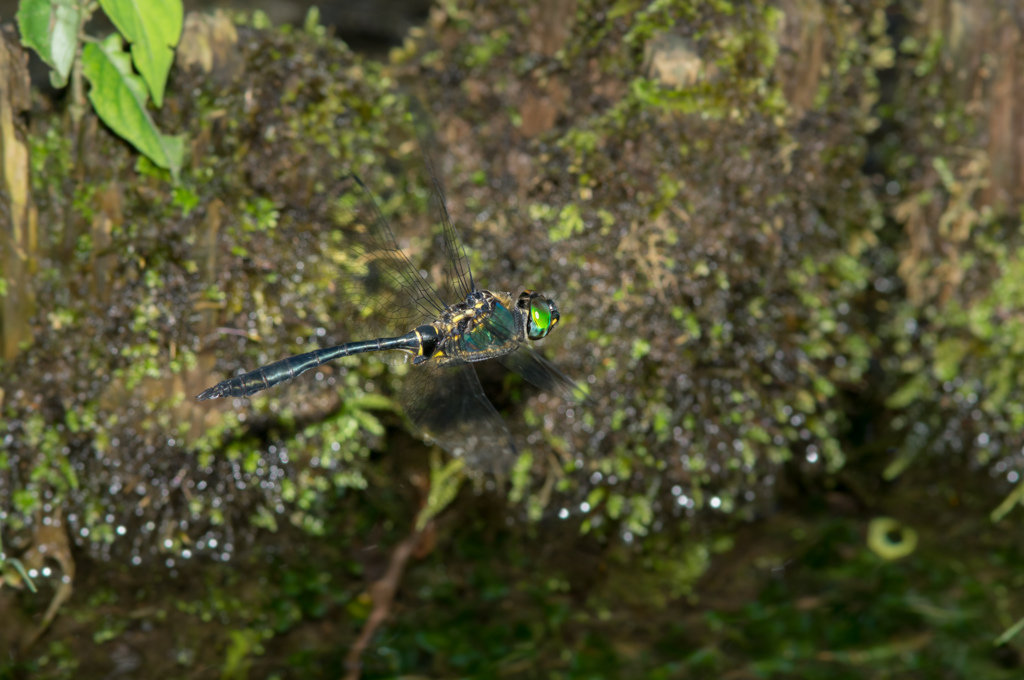 ハネビロエゾトンボのホバリング (1)