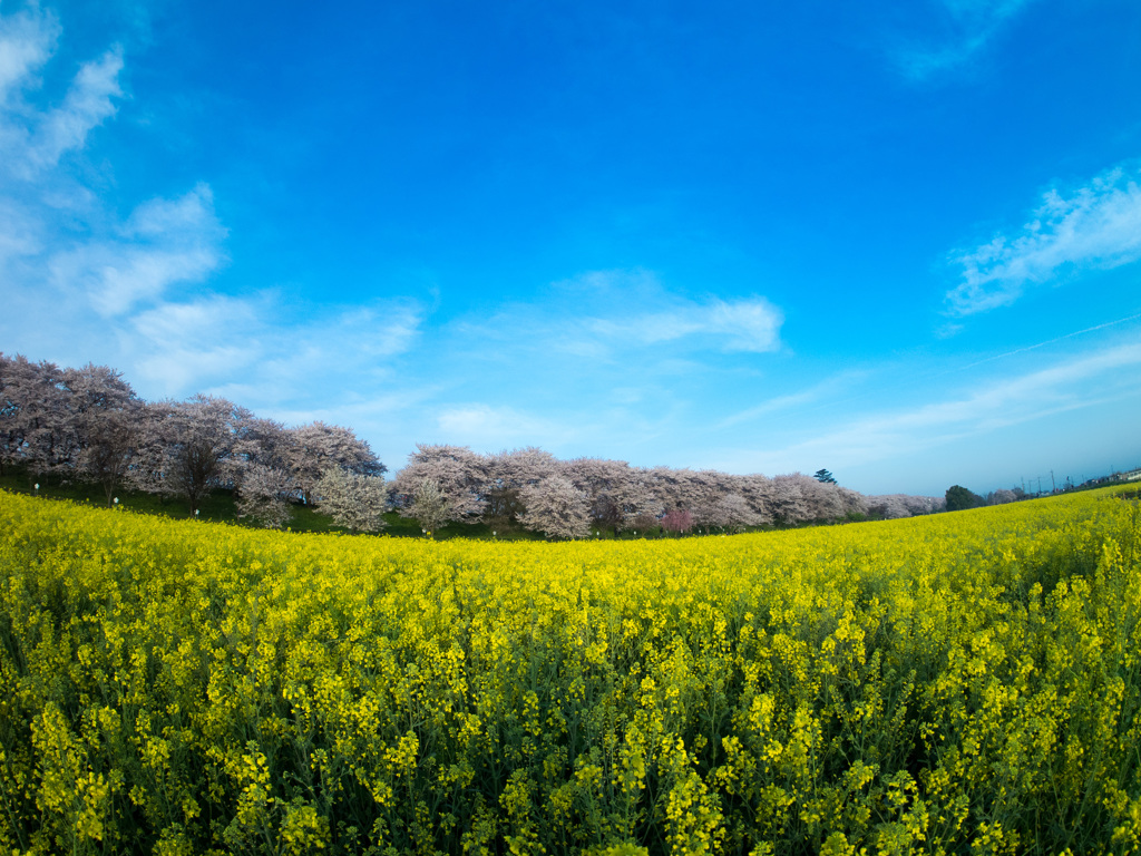 魚眼レンズ練習中　広景(1)