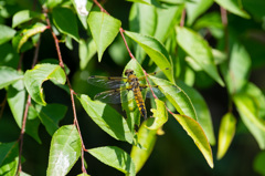 ベッコウトンボの競争相手　(3)