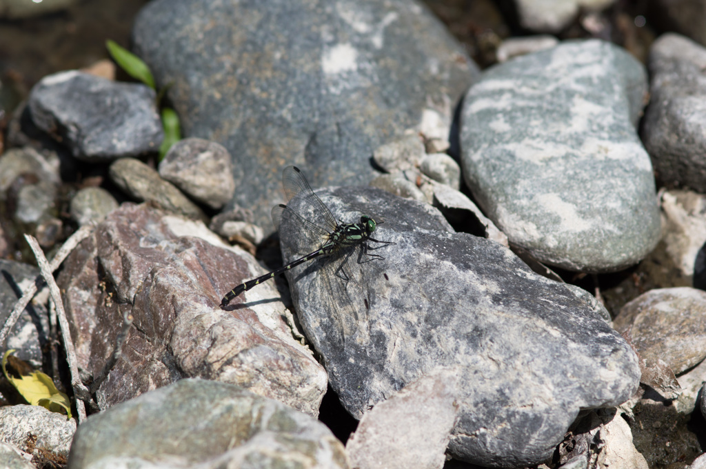 ダビドサナエのテリ張り (2)