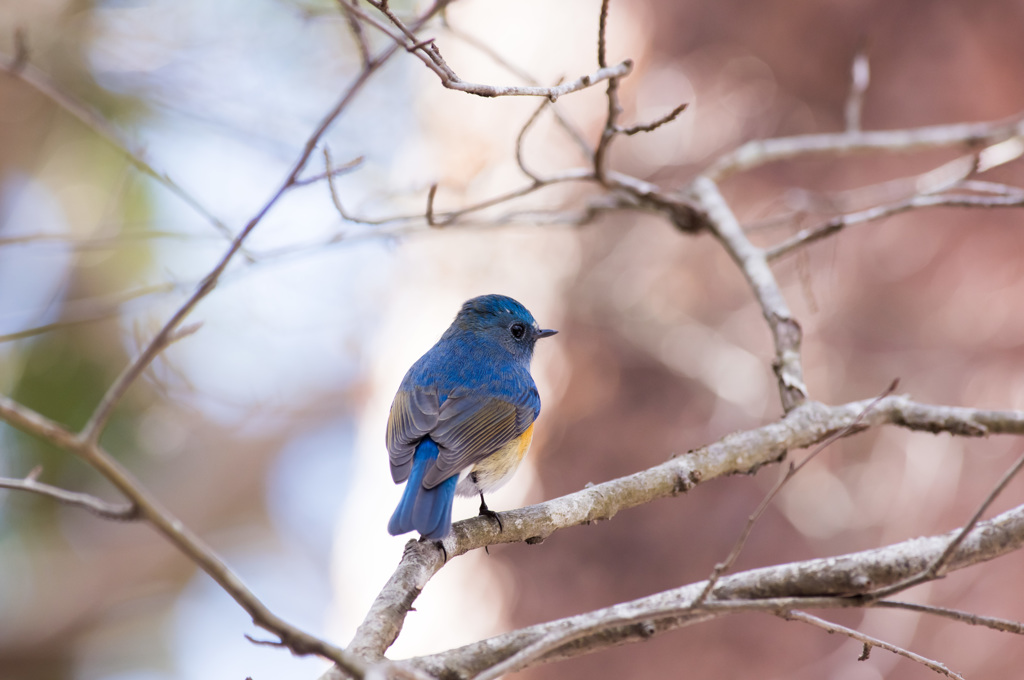 枝に隠れる冬の鳥 (1)