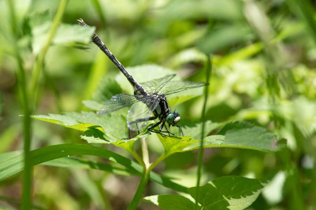 西の小さなサナエトンボ　(3)