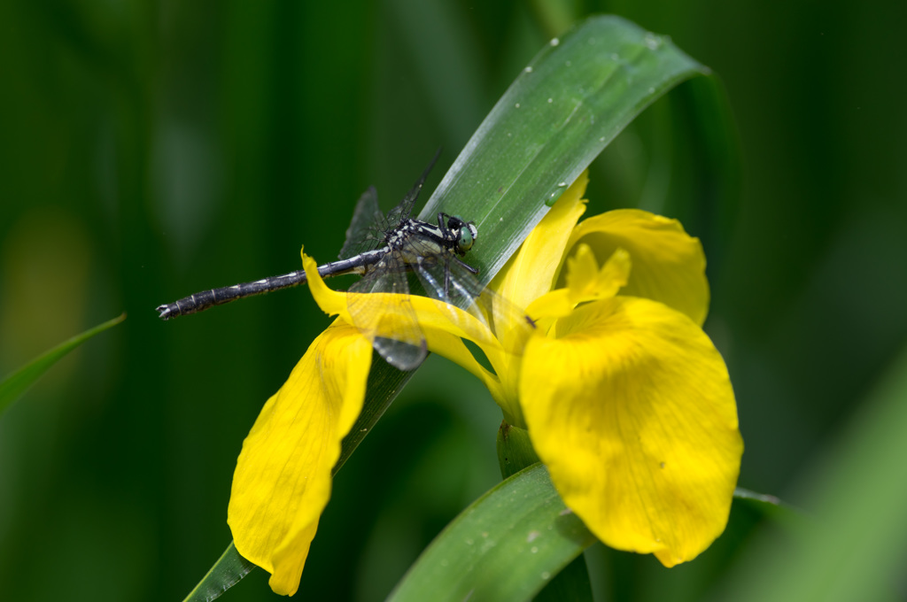 西の小さなサナエトンボ　(2)