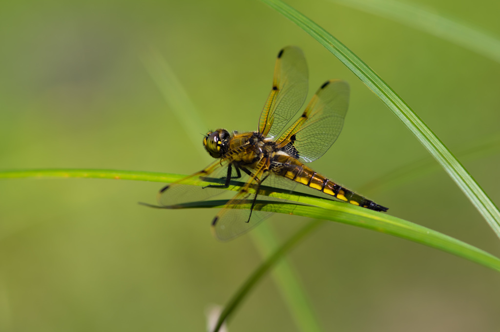 ベッコウトンボの競争相手　(2)