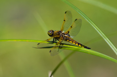 ベッコウトンボの競争相手　(2)