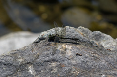 サナエっぽくないけどホンサナエ (2)