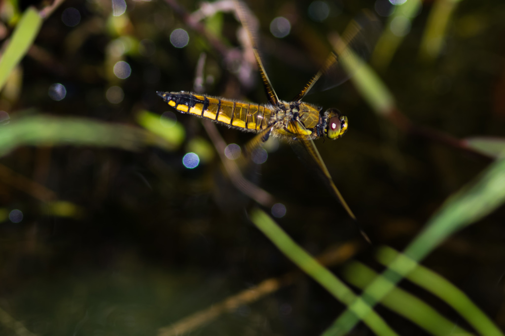 ヨツボシトンボの産卵飛翔 (2)