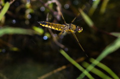 ヨツボシトンボの産卵飛翔 (2)