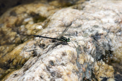 ダビドサナエのテリ張り (3)