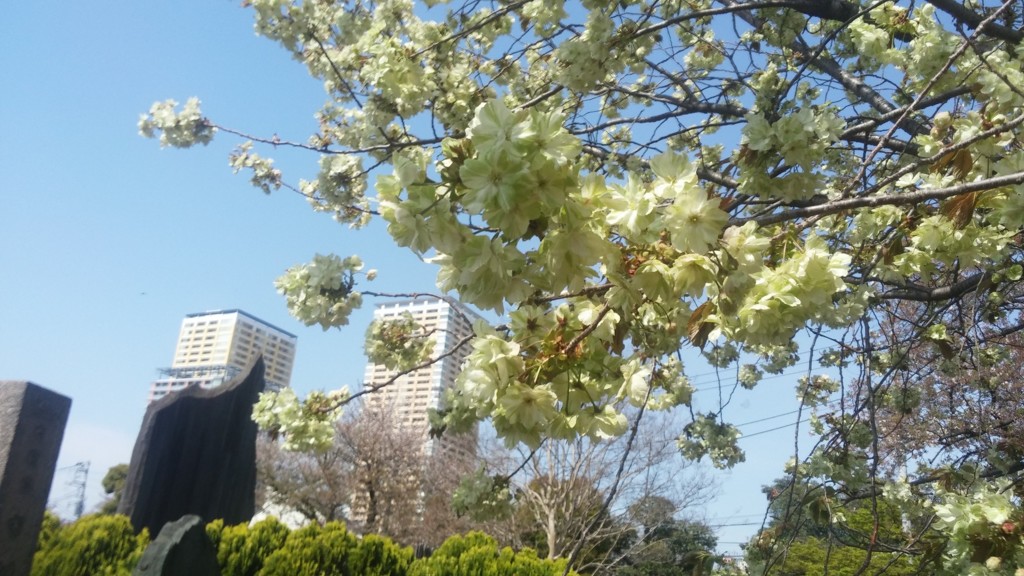 谷中霊園の黄色い桜 (2)