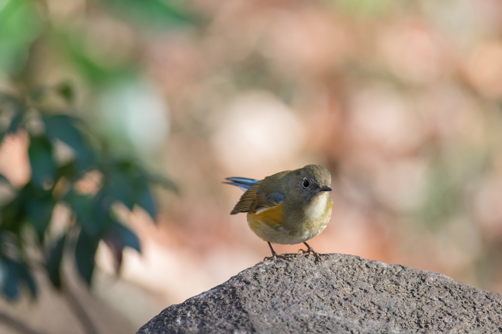 公園のルリビタキ (2)
