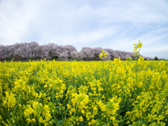 権現堂桜堤×魚眼×横構図