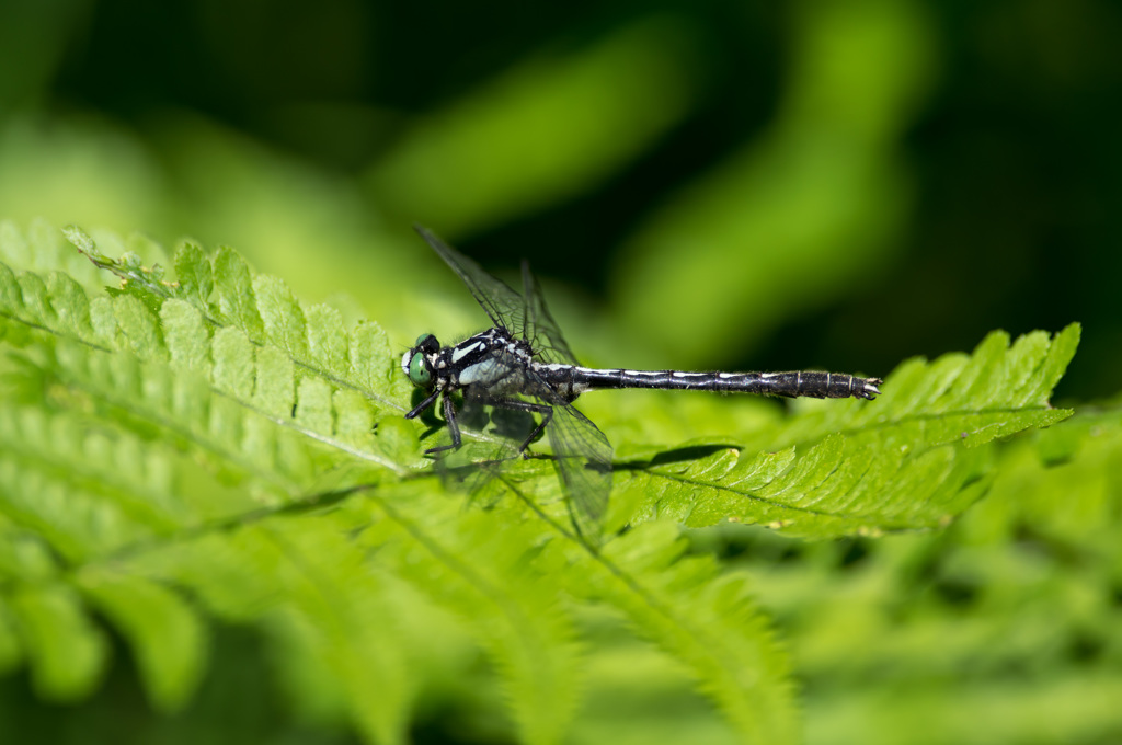 西の小さなサナエトンボ　(4)