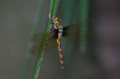 出始めのマルタンヤンマ♀