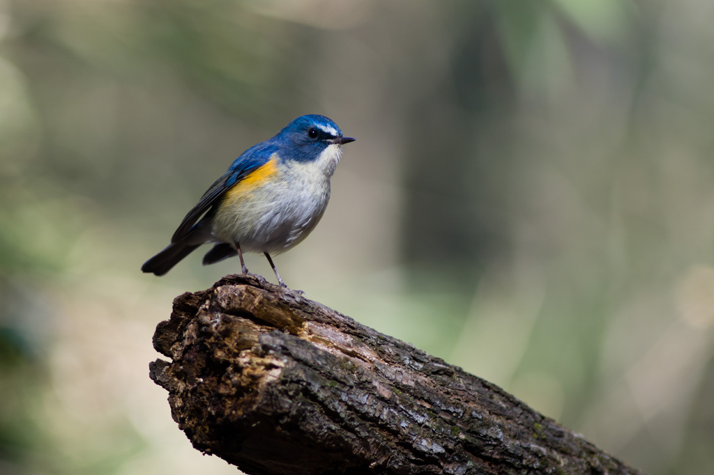 2013年の撮り納め　その3