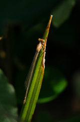 木陰に潜むベニイトトンボ♀