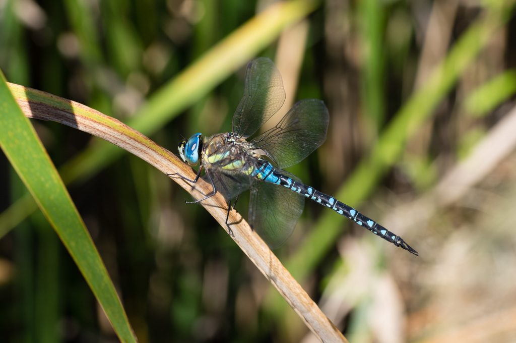 シグマレンズでマダラヤンマ