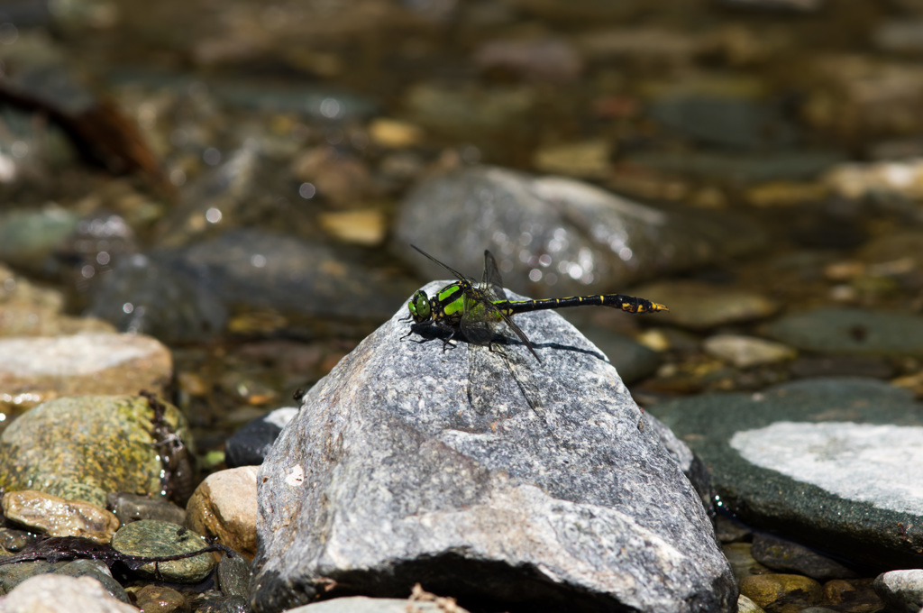 サナエシーズン本格化 (2)
