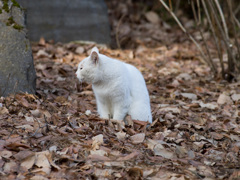 E-M1 + DA☆300㎜ 1/125sec 手ブレ補正