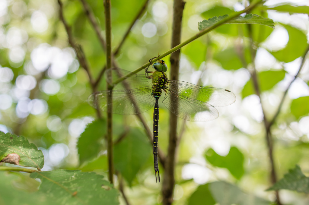 緑の森のカトリヤンマ (番外編-2)