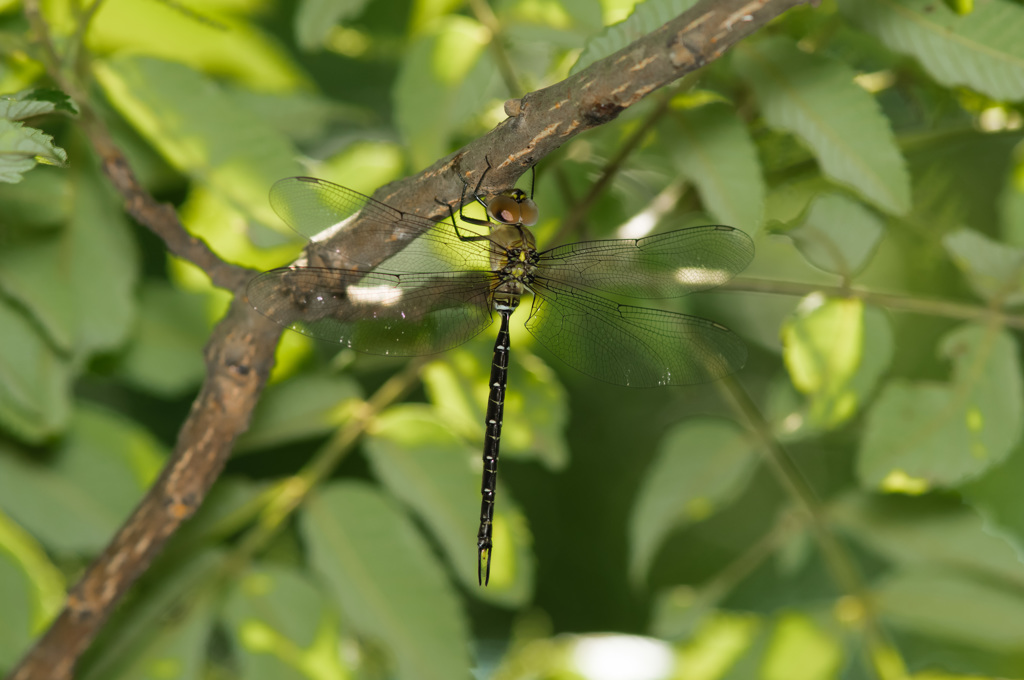例年通りで一安心 (1)