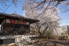 春を彩る花　～北本市・石戸蒲桜