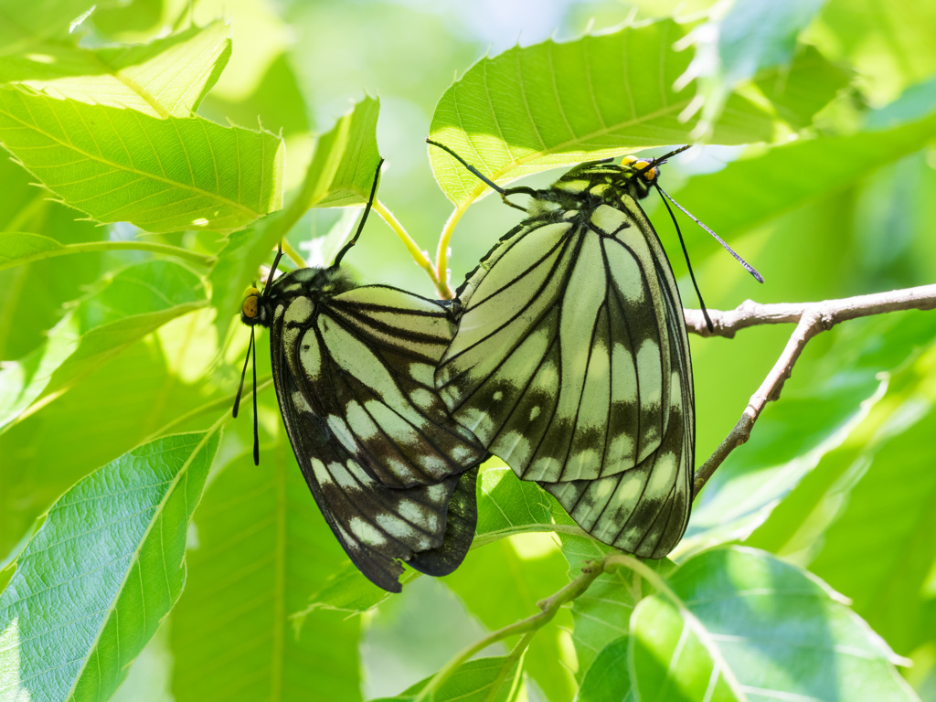 ゴマダラチョウの交尾 (2)