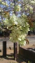 谷中霊園の黄色い桜 (3)