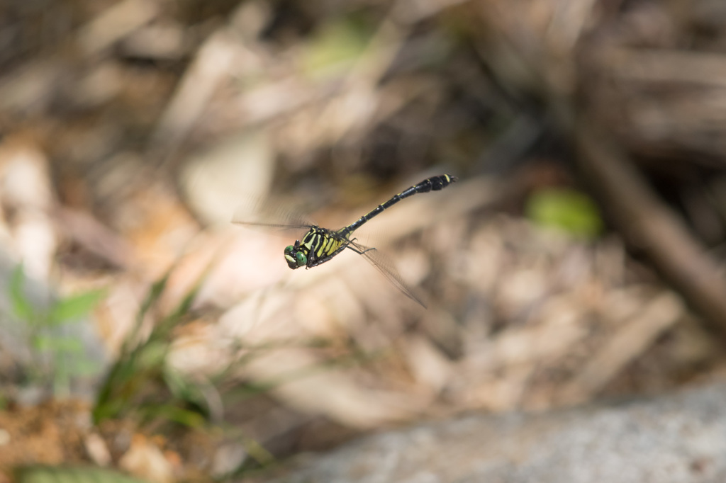 【'14トンボ総決算】ヤマサナエ (1)