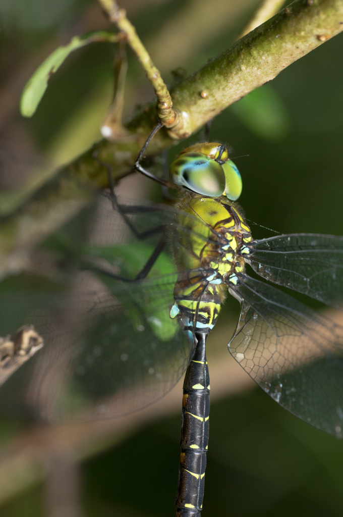 【'14トンボをもう少し】カトリヤンマ (3)